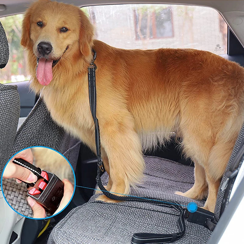laisse amortisseur pour gros chien
