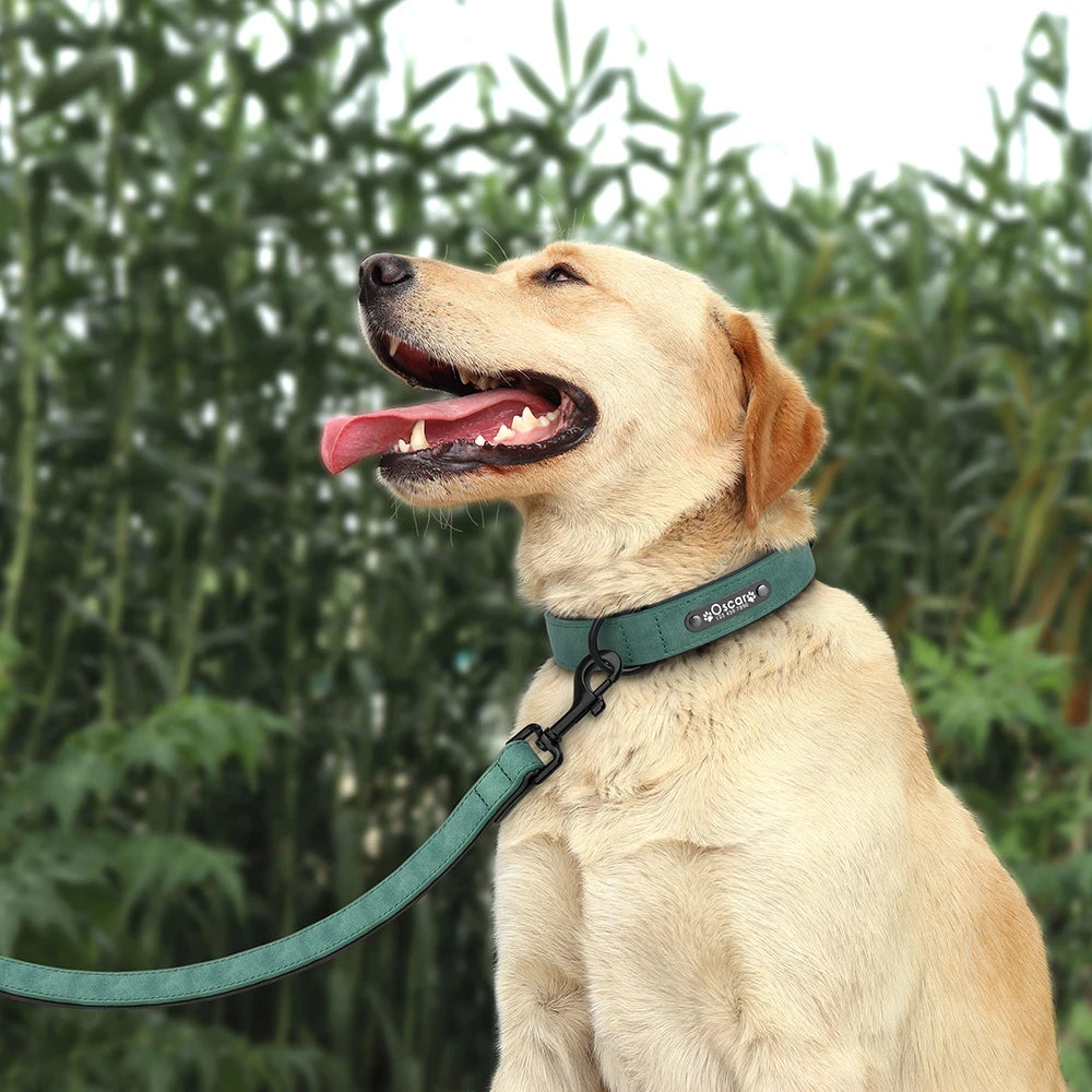 laisse et collier en cuir pour chien