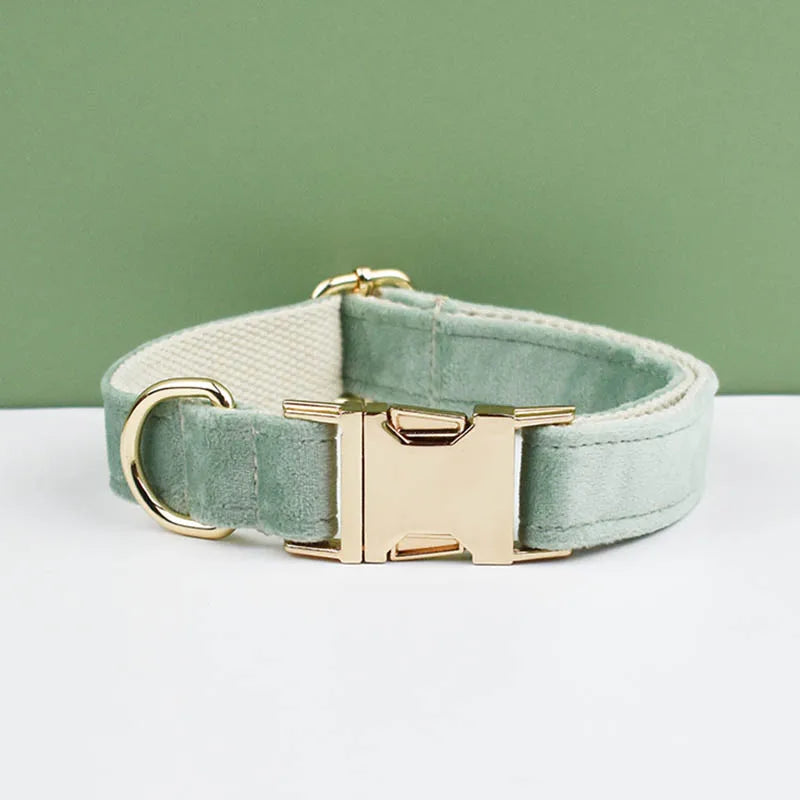 collier et laisse pour chihuahua
