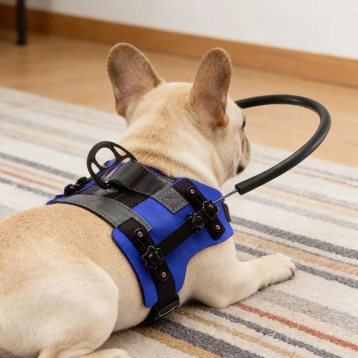 laisse pour chien aveugle