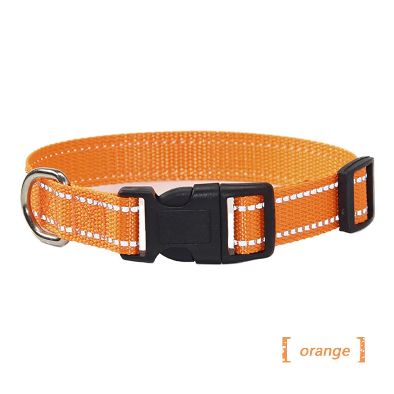 collier et laisse assorti pour chien