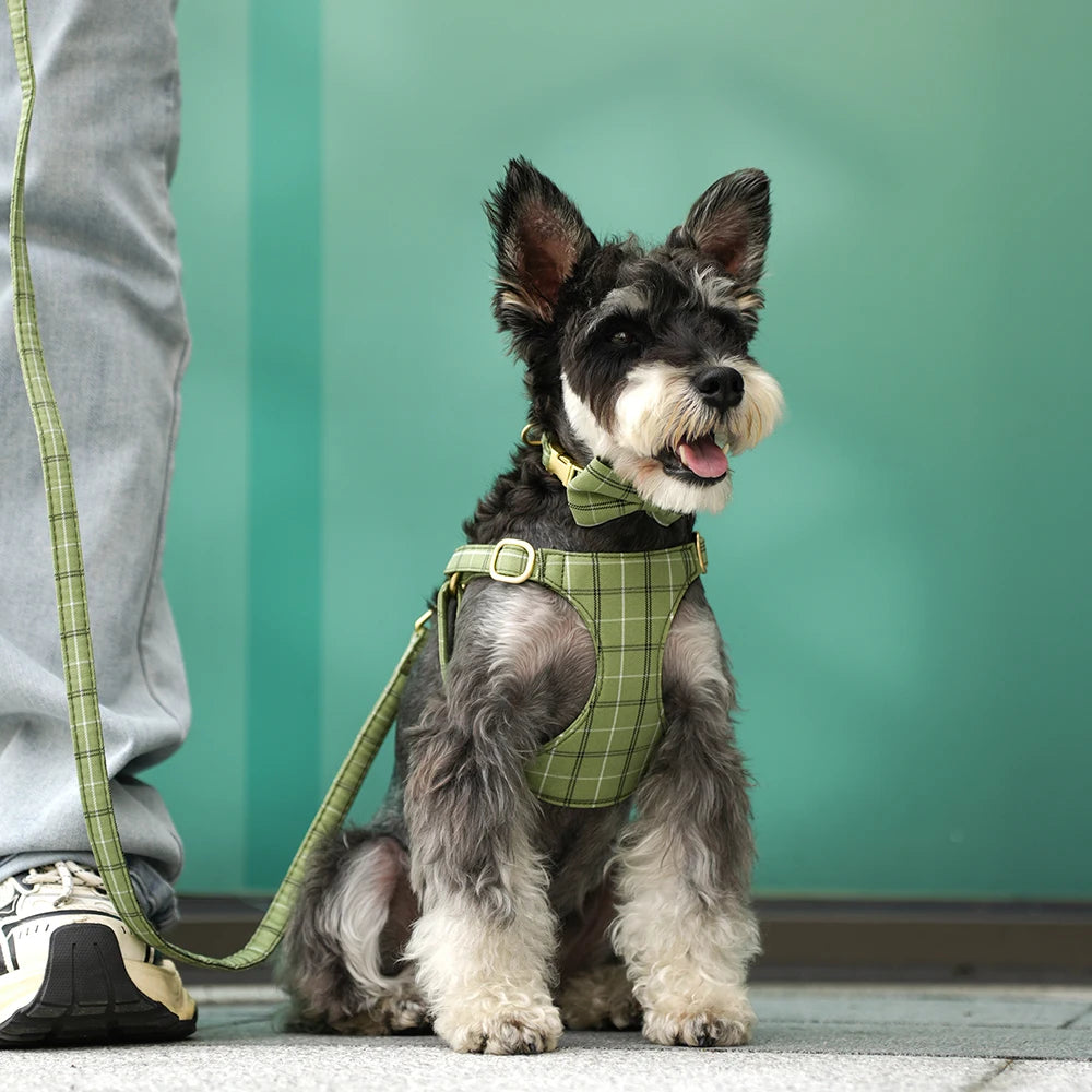 collier et laisse pour chien girly