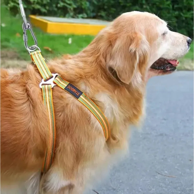 laisse cable acier pour gros chien