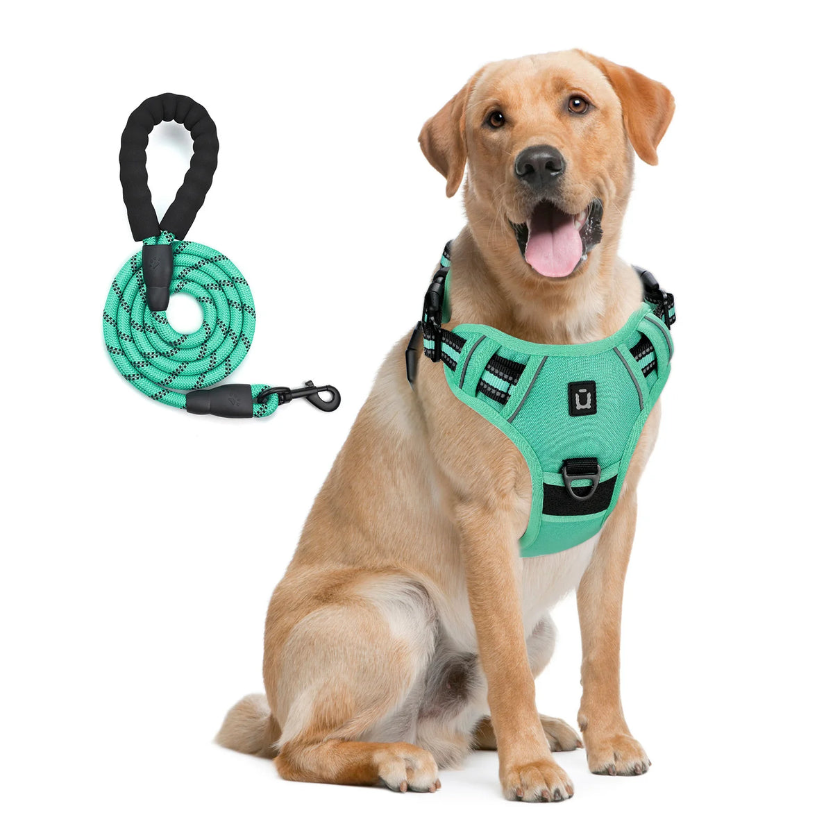 harnais laisse pour chien bleu
