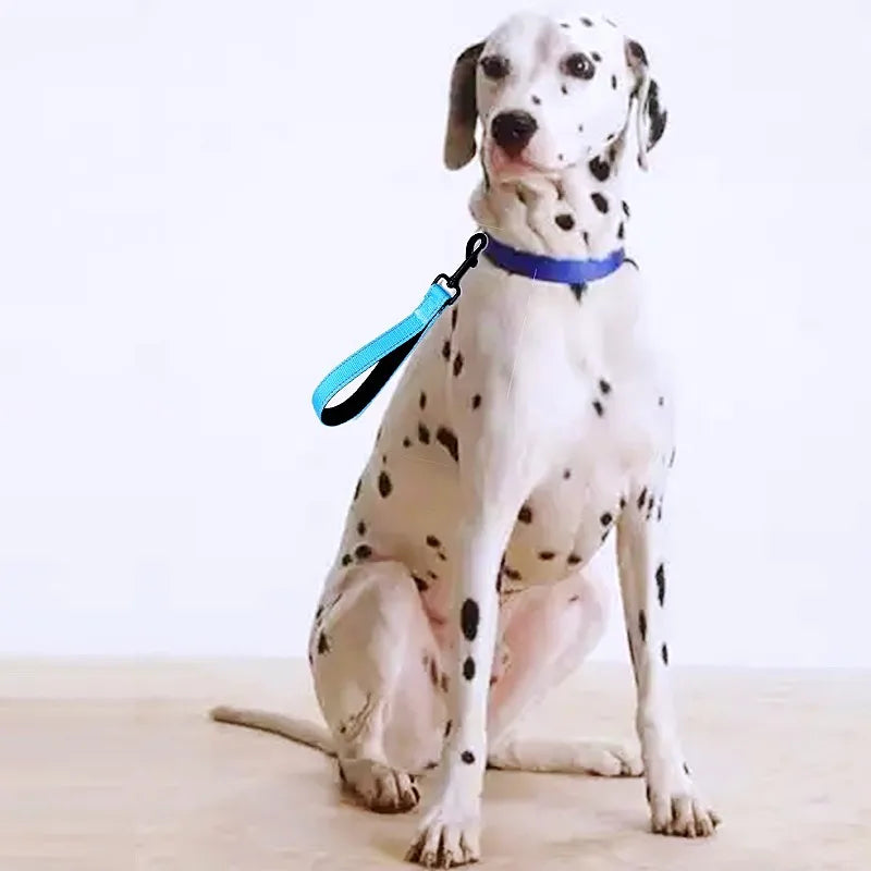 laisse courte pour chien