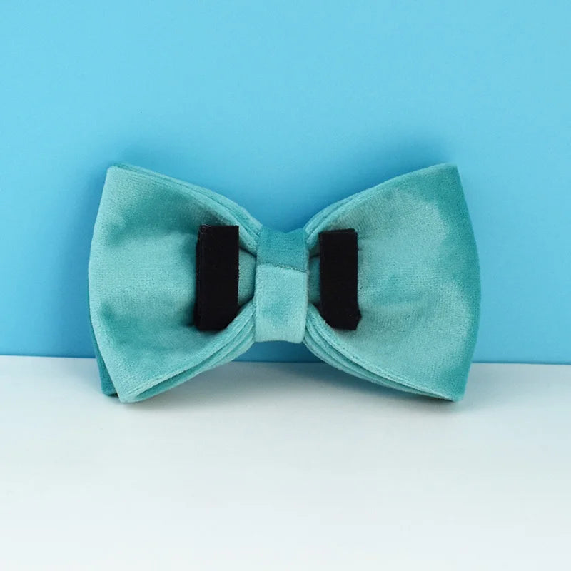 laisse d'exposition pour chien turquoise