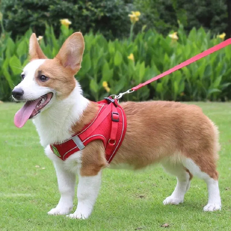 harnais laisse kit assorti pour petit chien