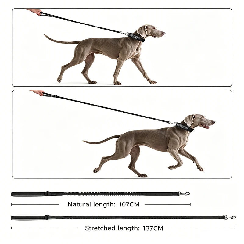 collier et laisse d'intervention pour chien berger allemand