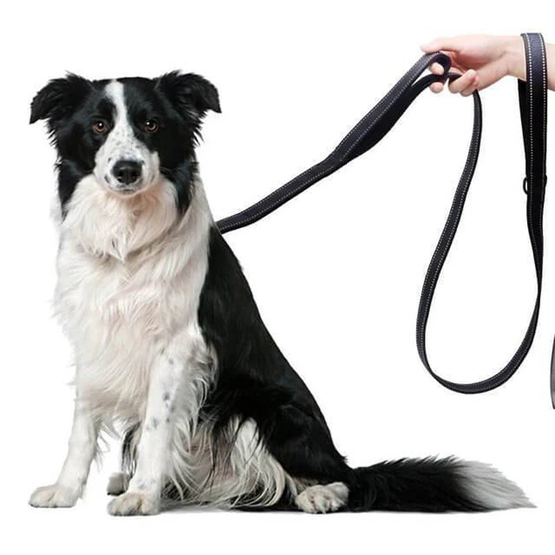 laisse en nylon pour chien