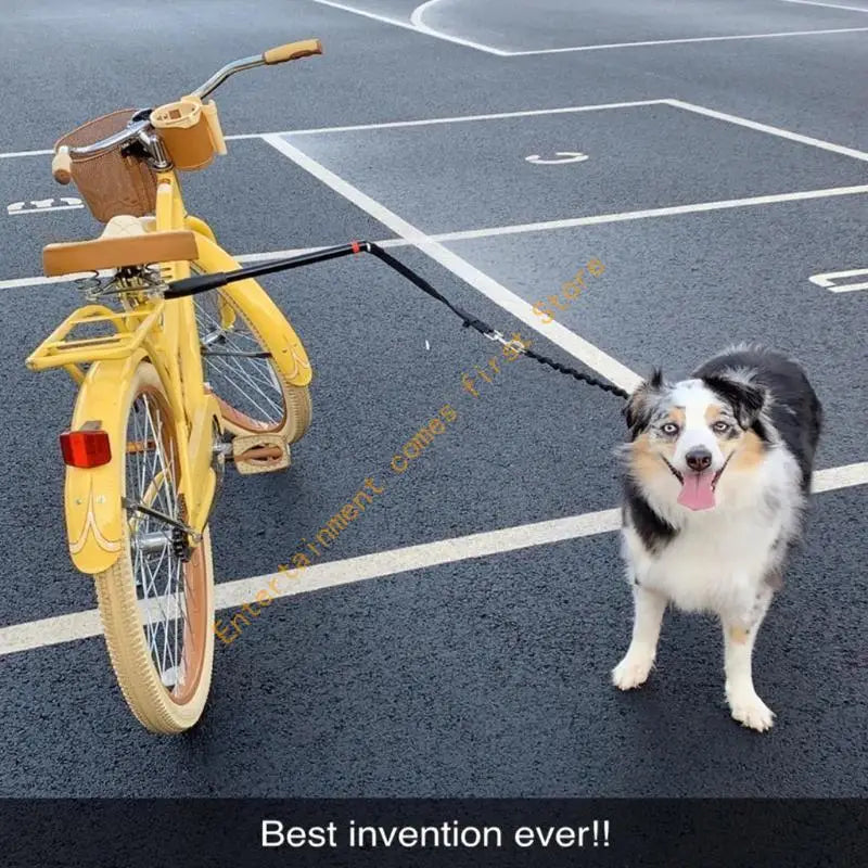 laisse chien velo