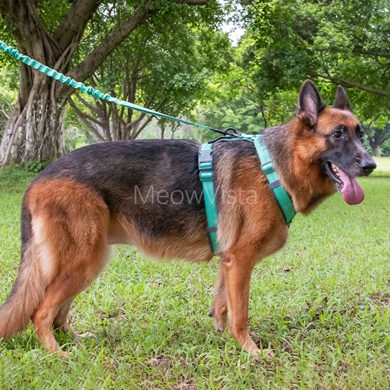 laisse anti fugue pour chien