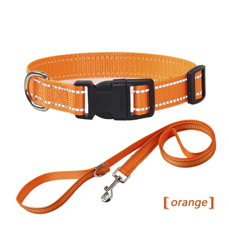 collier et laisse assorti pour chien