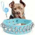 laisse et collier pour gros chien