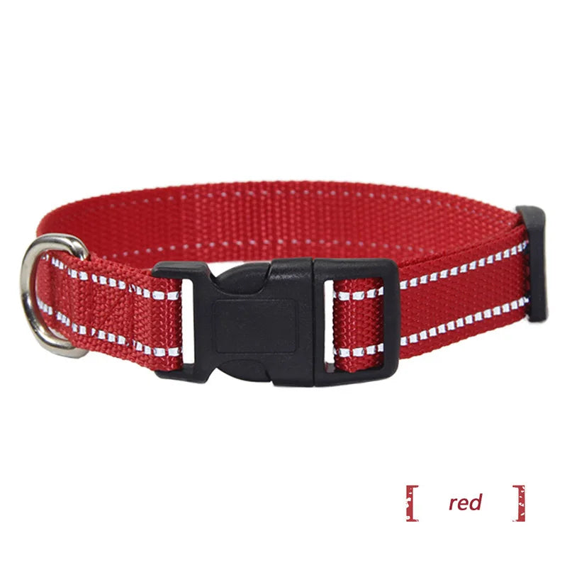 collier et laisse assorti pour chien