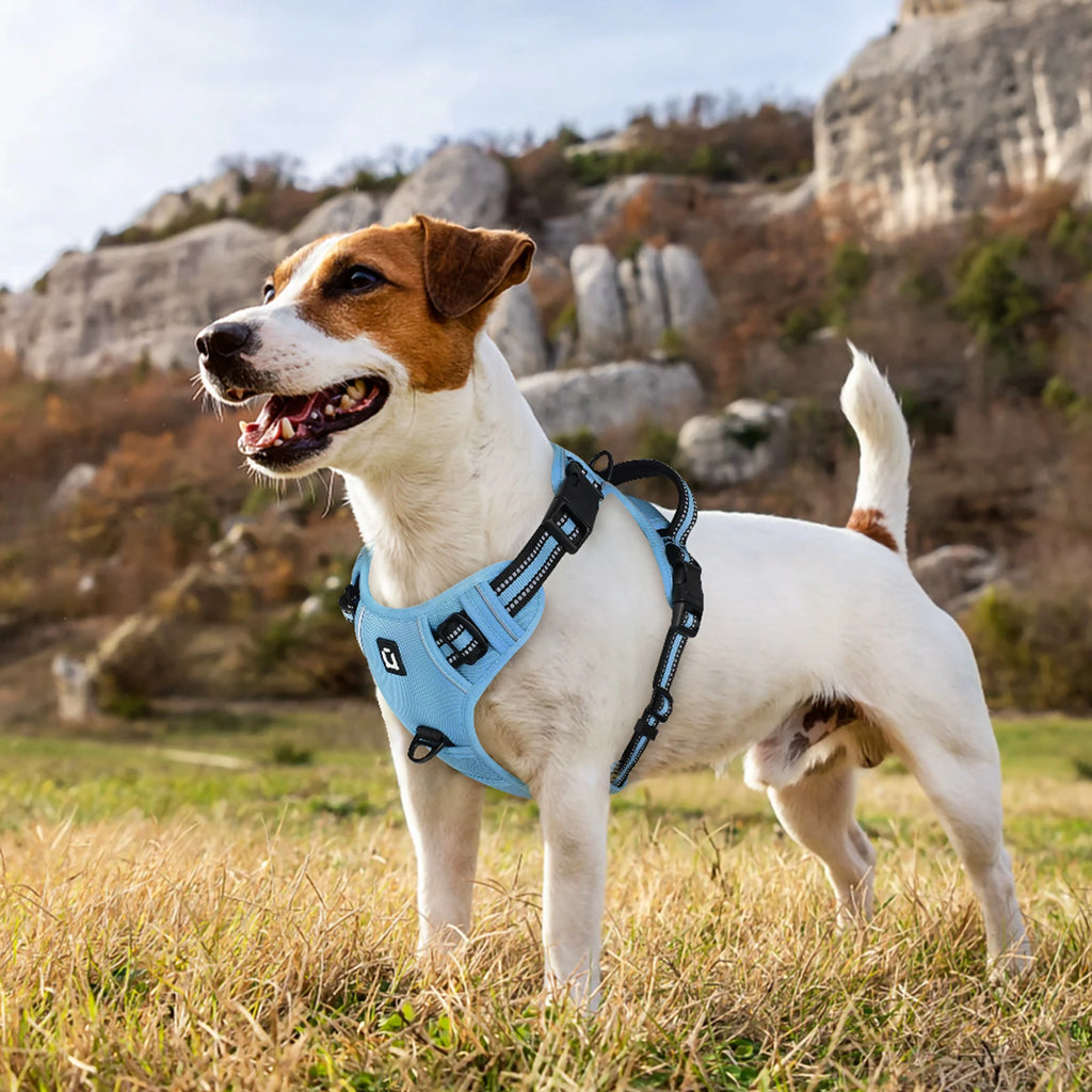 harnais laisse pour chien bleu