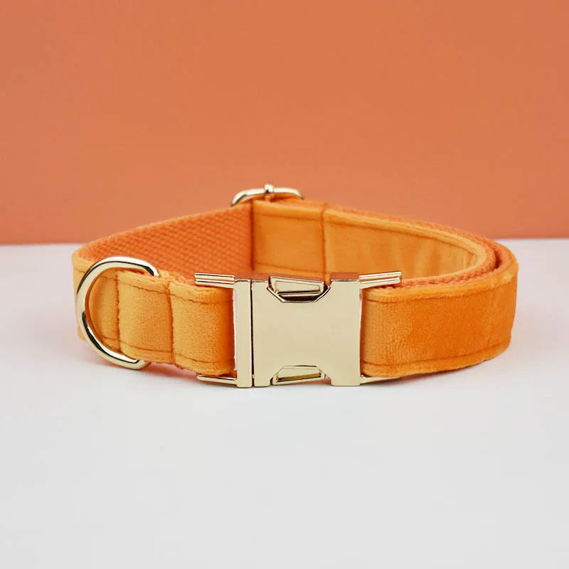 collier et laisse pour chihuahua