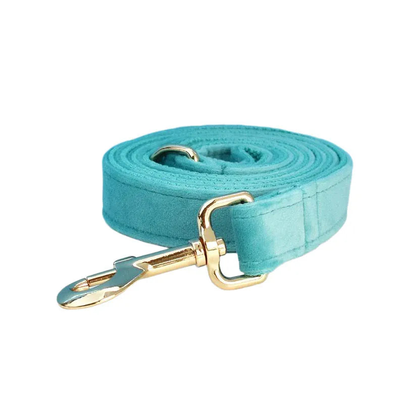 laisse d'exposition pour chien turquoise