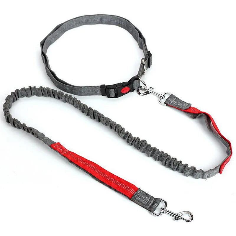 baudrier laisse pour chien