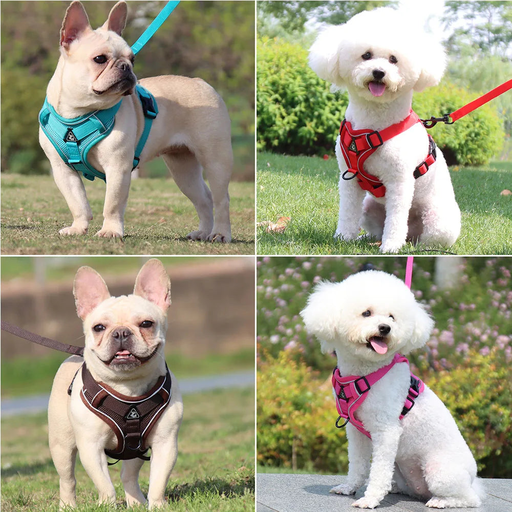 harnais laisse pour chien de moyen taille