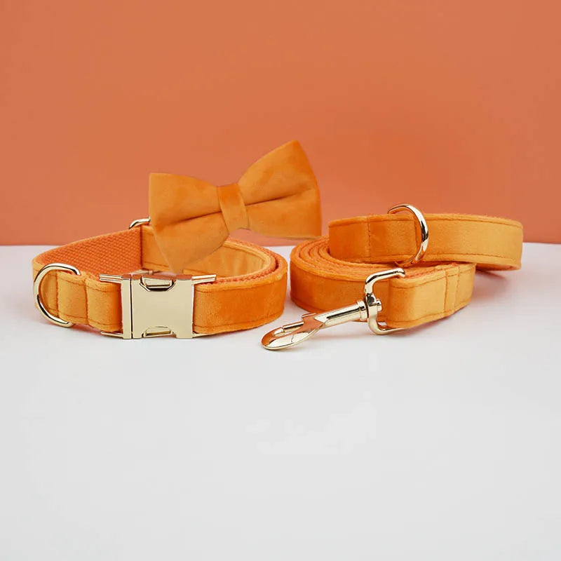 collier et laisse pour chihuahua