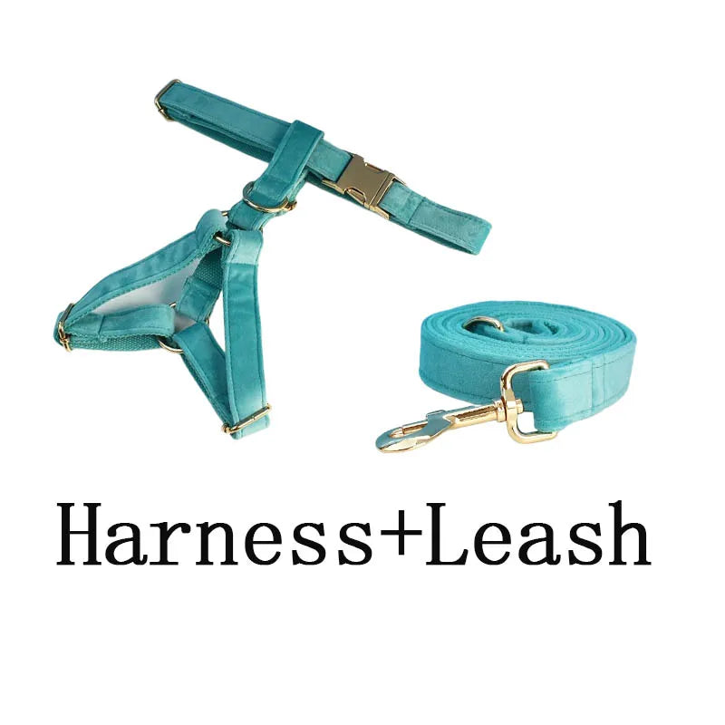laisse d'exposition pour chien turquoise