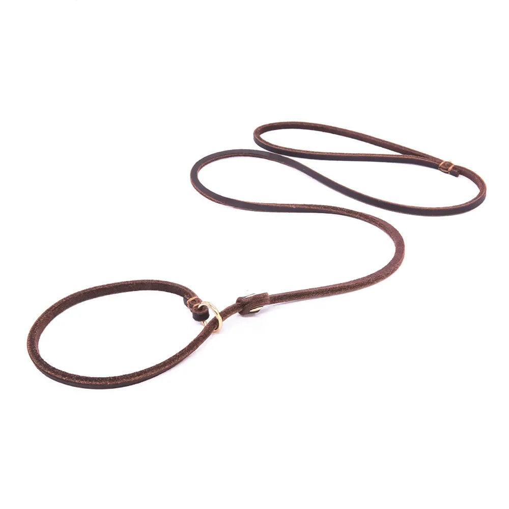 laisse cravate pour chien