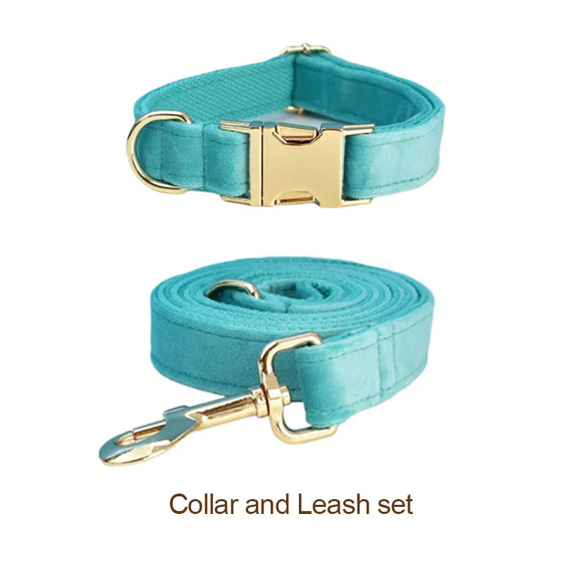laisse d'exposition pour chien turquoise