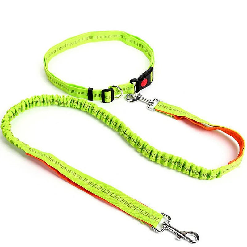 baudrier laisse pour chien