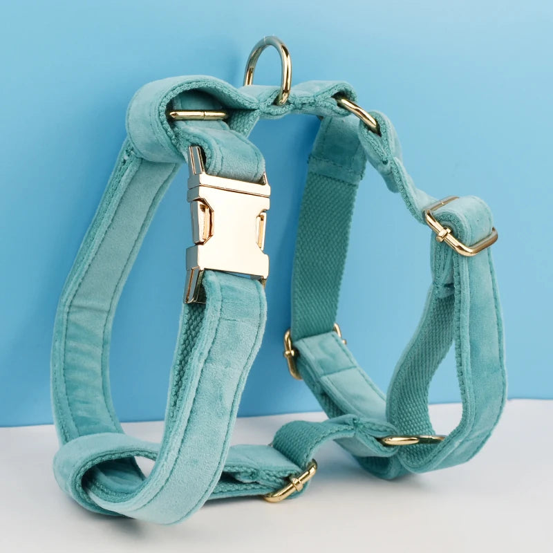 laisse d'exposition pour chien turquoise