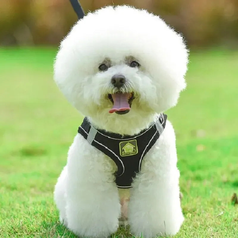 harnais laisse kit assorti pour petit chien