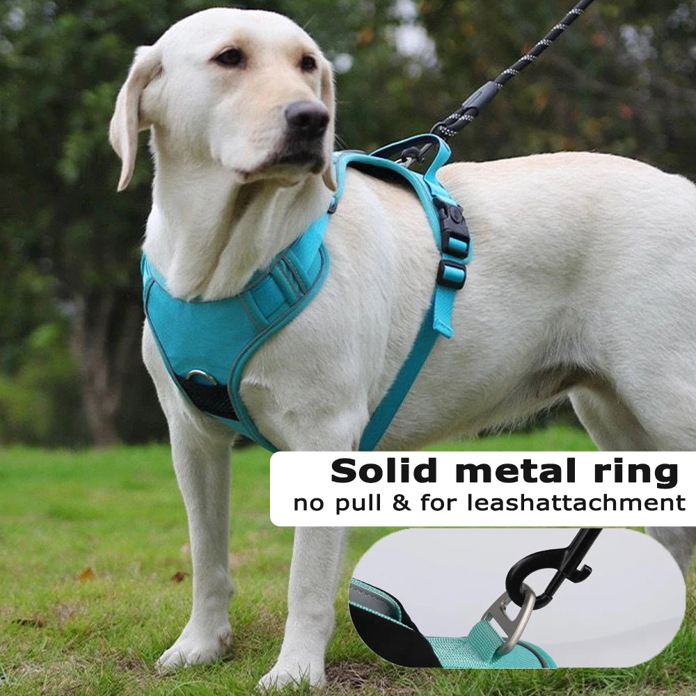 ensemble harnais laisse pour chien