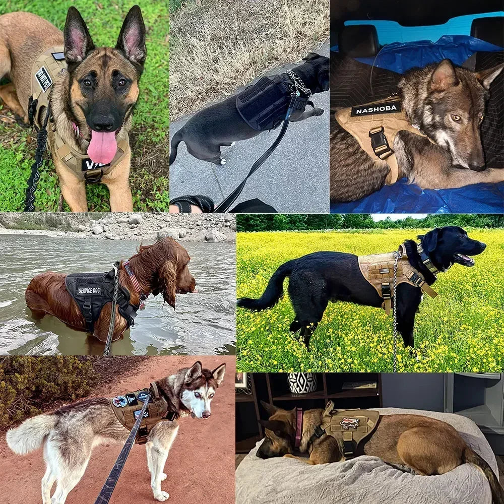 harnais laisse pour chien cynophile