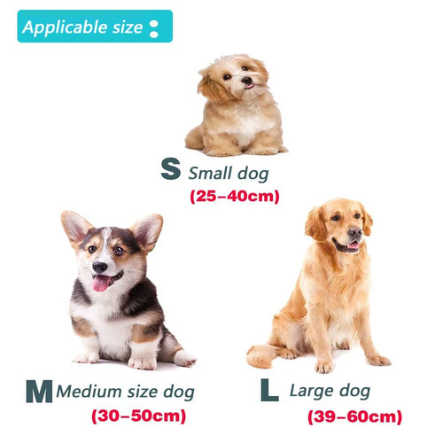 collier et laisse assorti pour chien