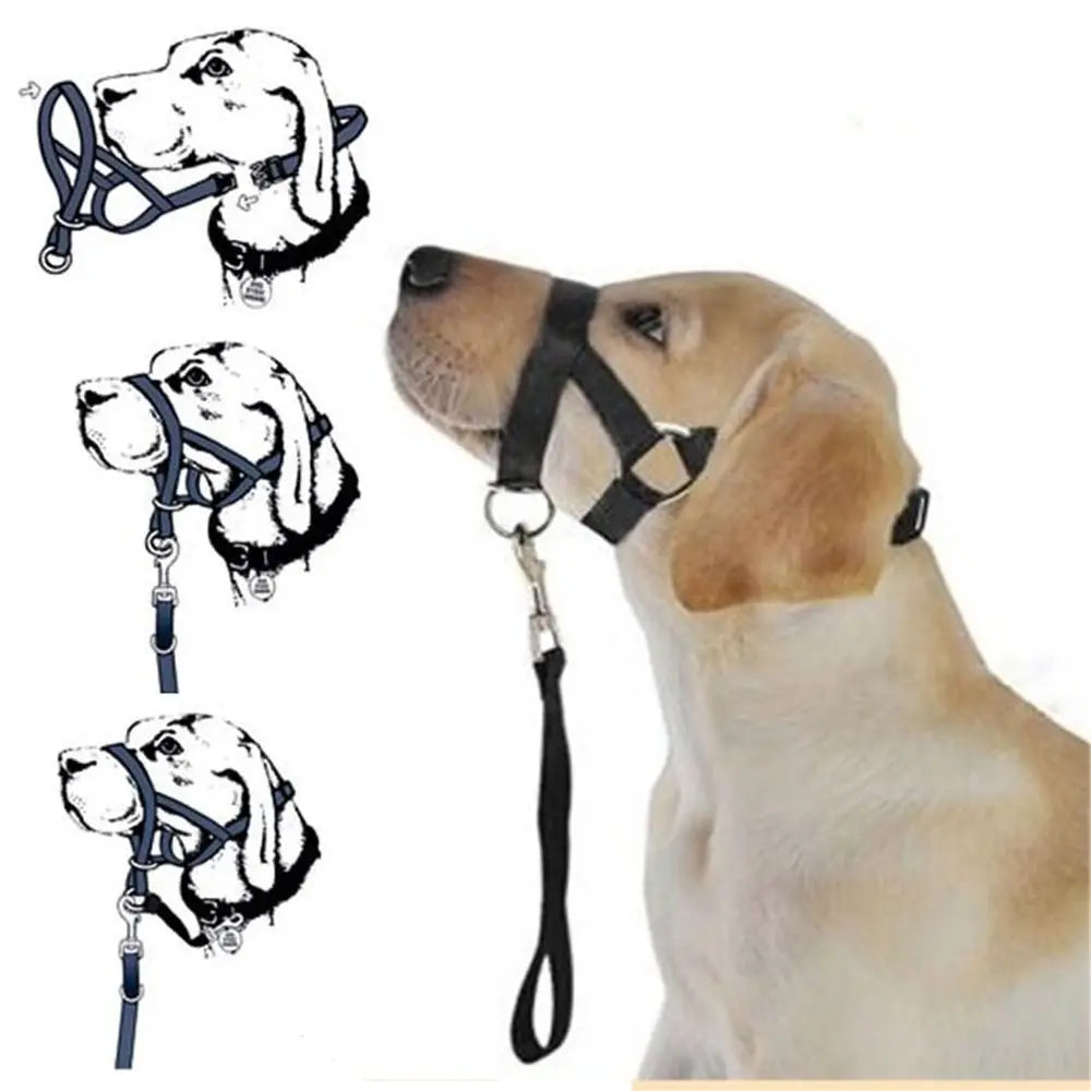 laisse licol chien