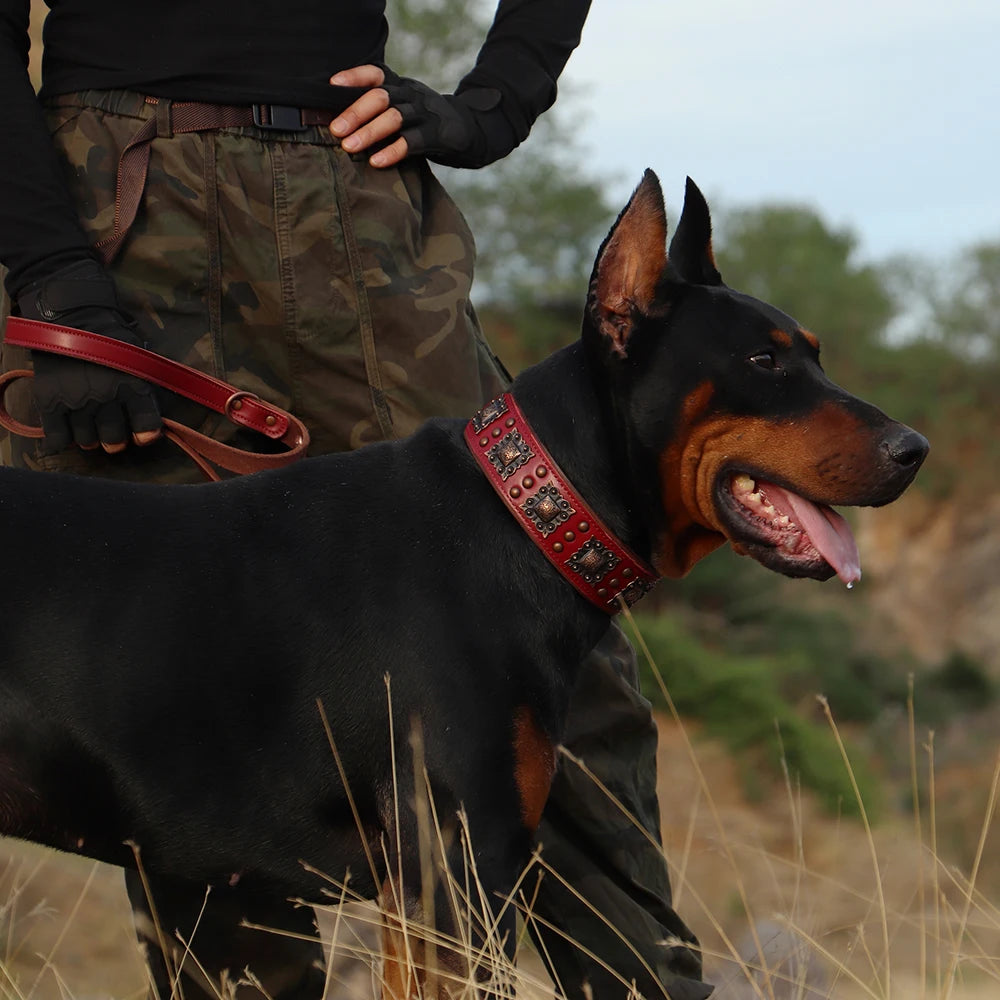 collier et laisse avec bouton pour chien