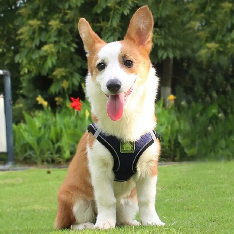 harnais laisse kit assorti pour petit chien