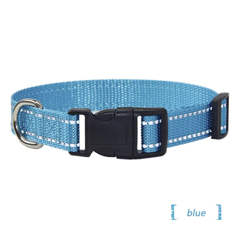 collier et laisse assorti pour chien