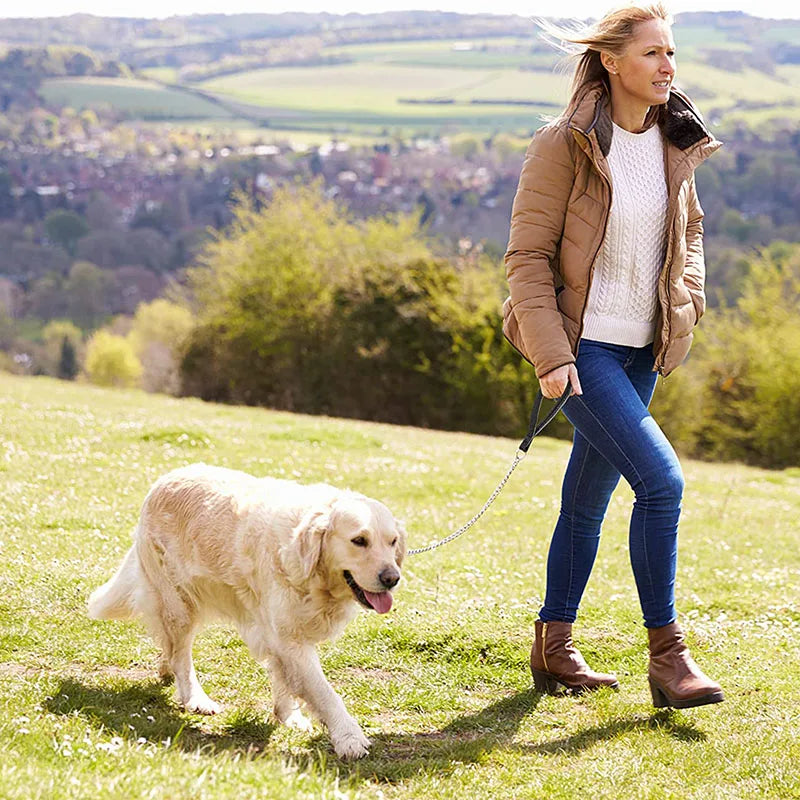 laisse en fer pour chien