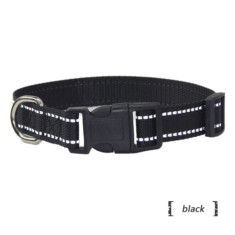 collier et laisse assorti pour chien