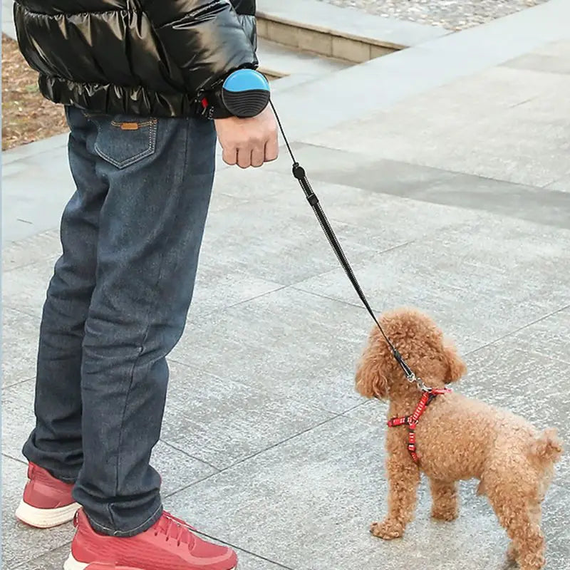 laisse enrouleur pour petit chien a accrocher au poignet