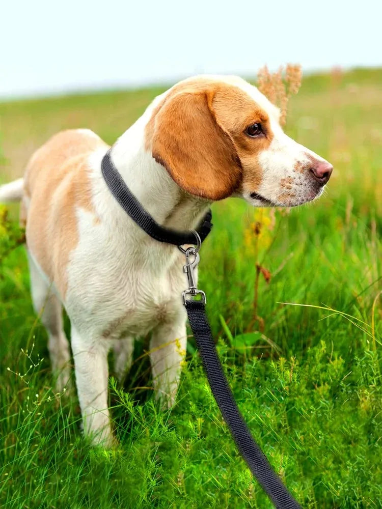 laisse 8 m pour chien