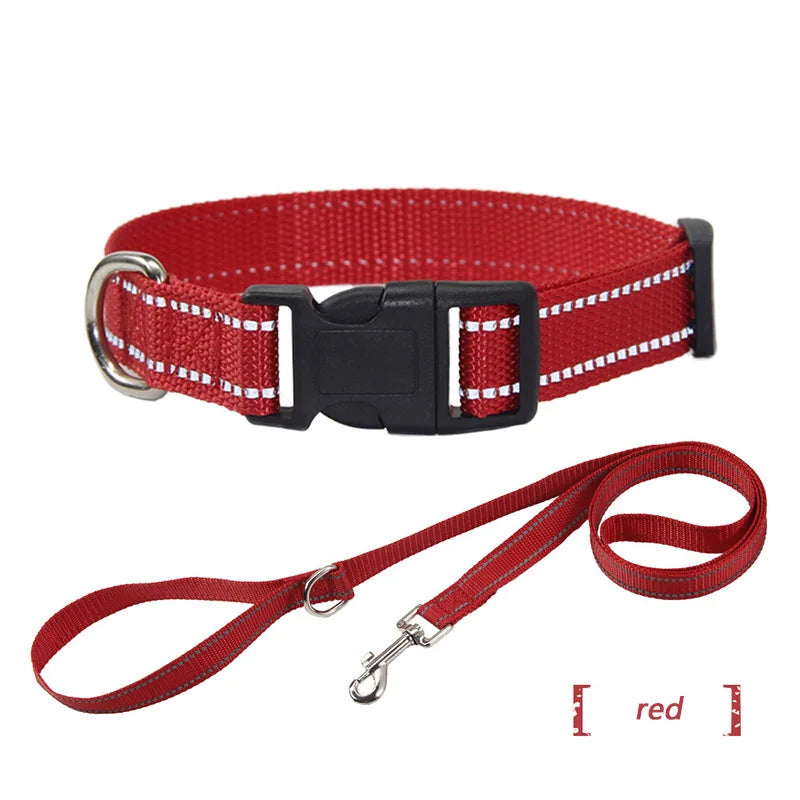 collier et laisse assorti pour chien
