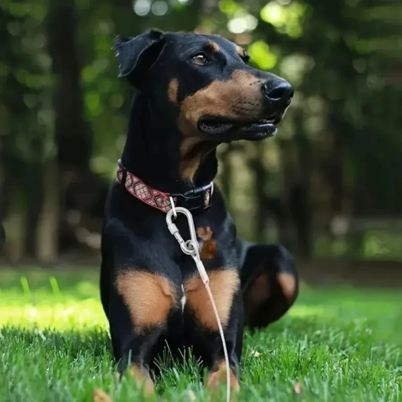 laisse cable acier pour gros chien