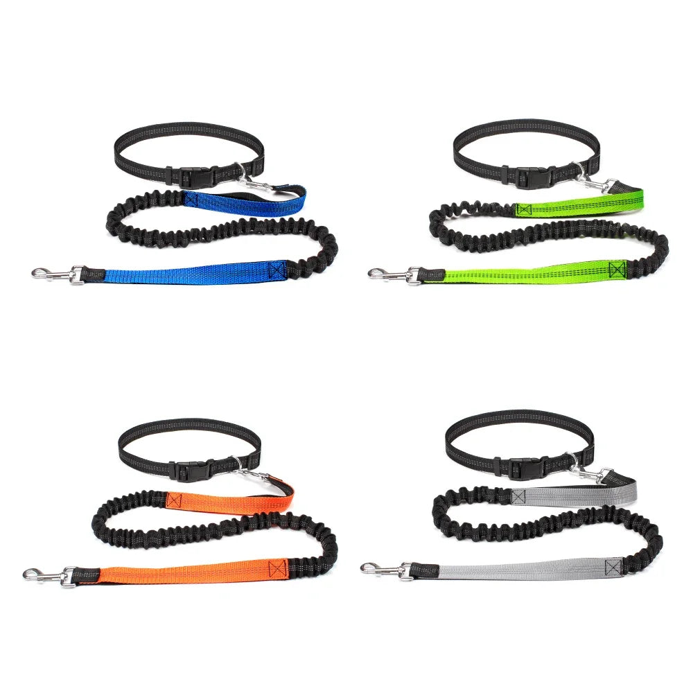 laisse ceinture pour chien