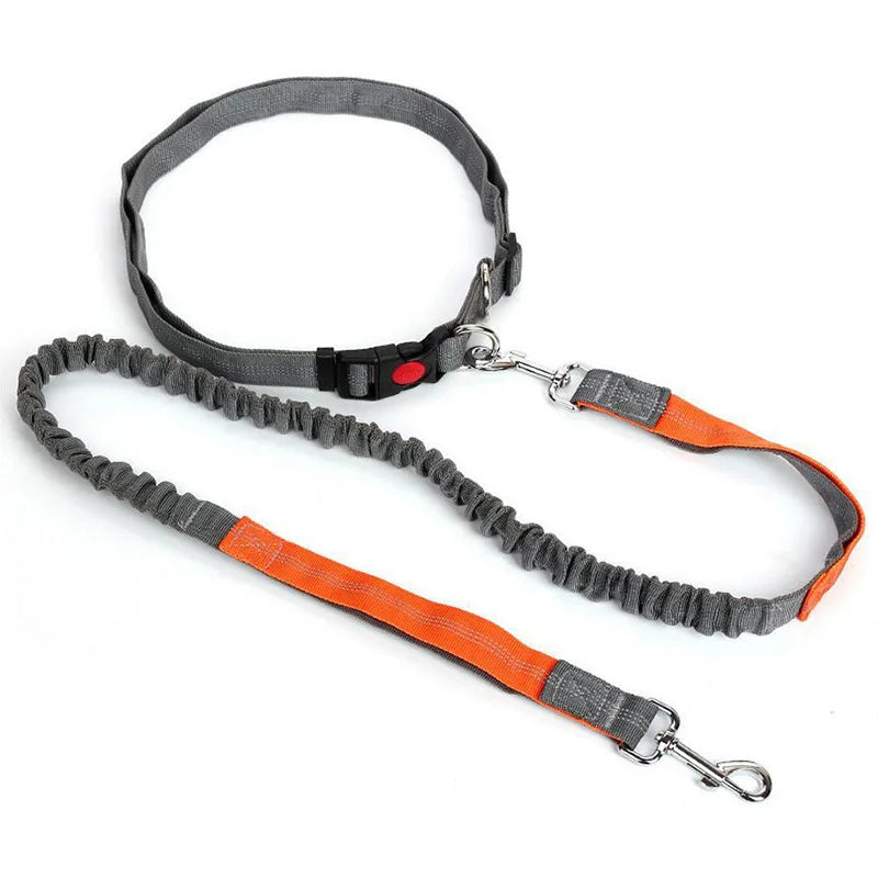 baudrier laisse pour chien