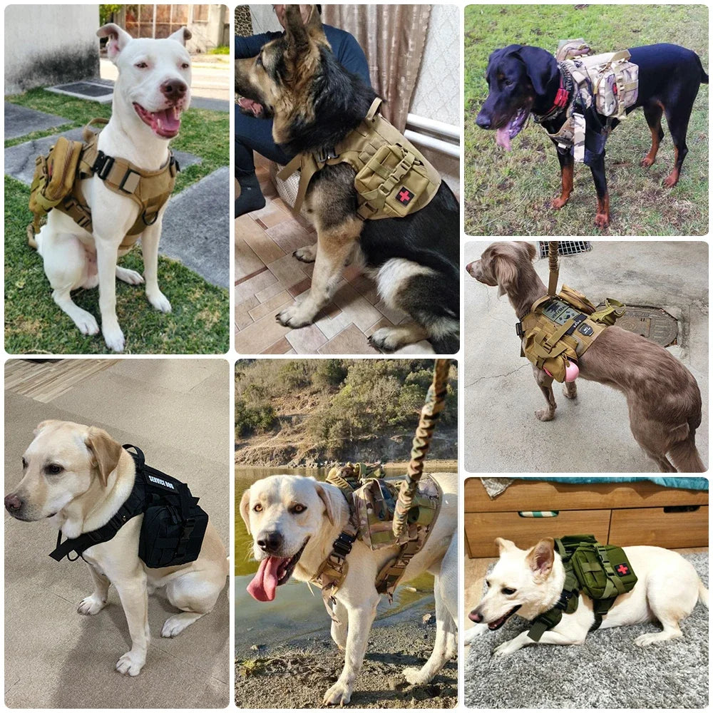 harnais laisse pour gros chien