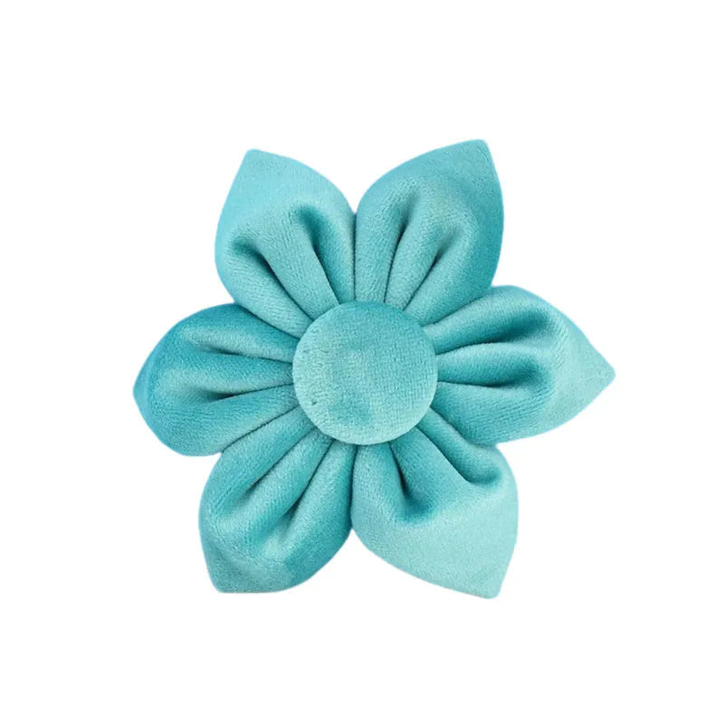 laisse d'exposition pour chien turquoise