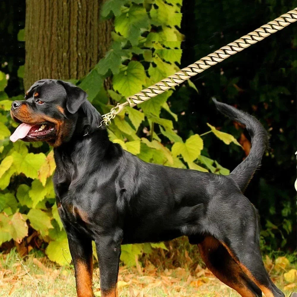 laisse en chaine gros chien