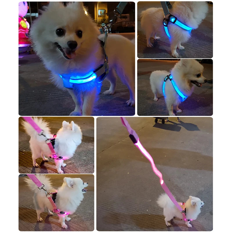 harnais et laisse led pour chien