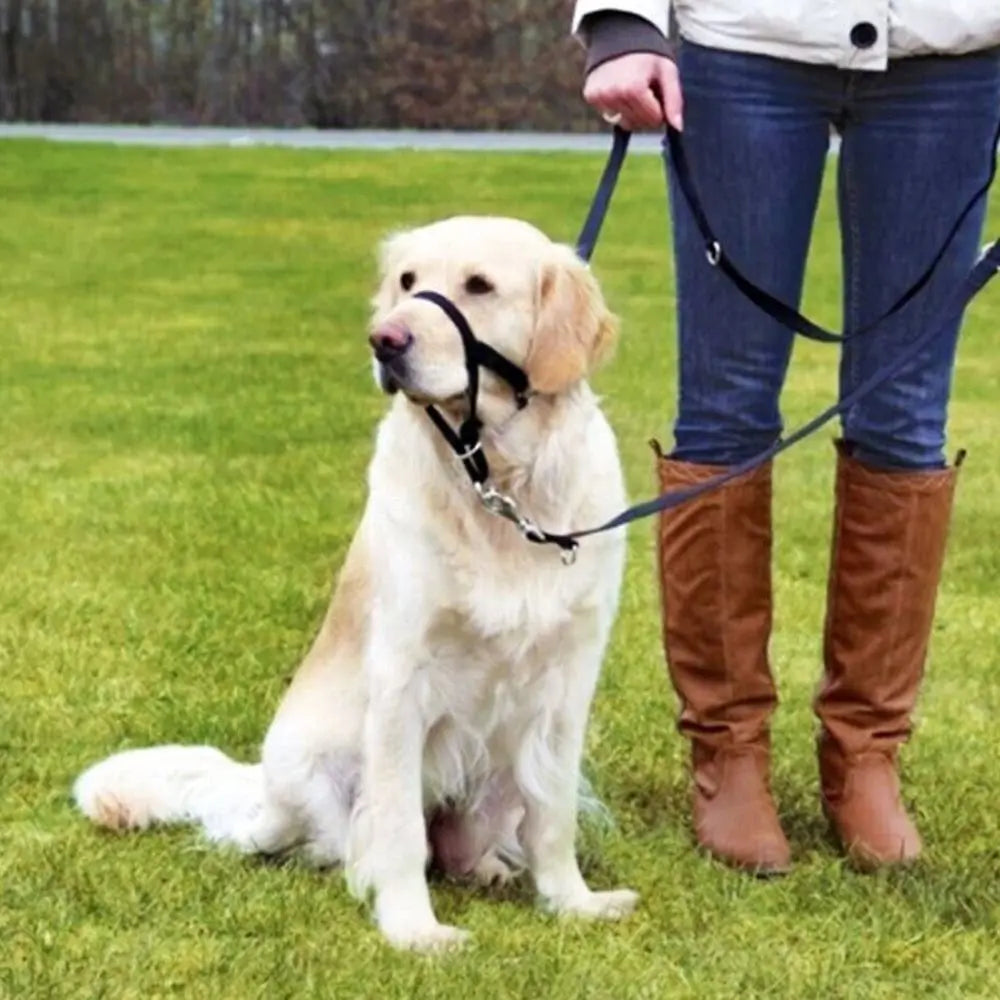 laisse licol chien